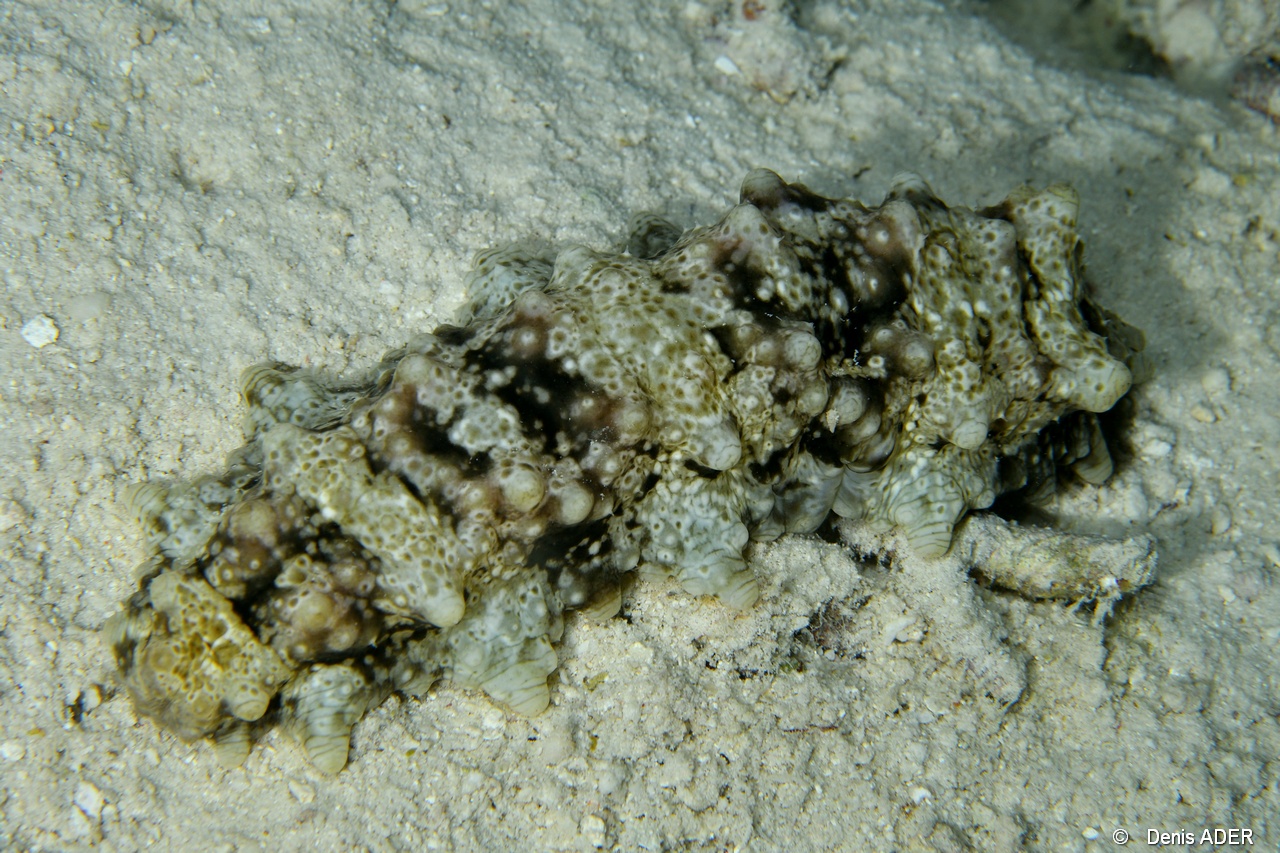 Stichopus monotuberculatus-Praslin Anse petite cour-3m-20190611nuit-Denis-ADER-DSC_9388_tn.jpg